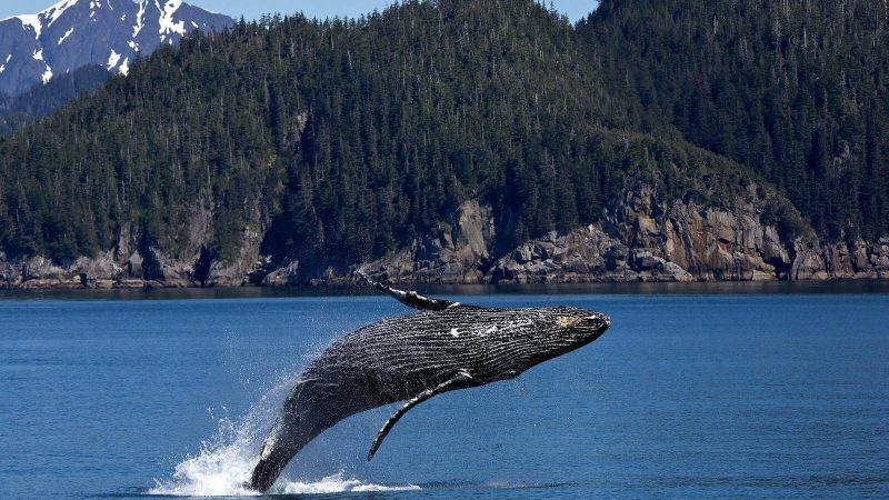 vancouver whale watching
