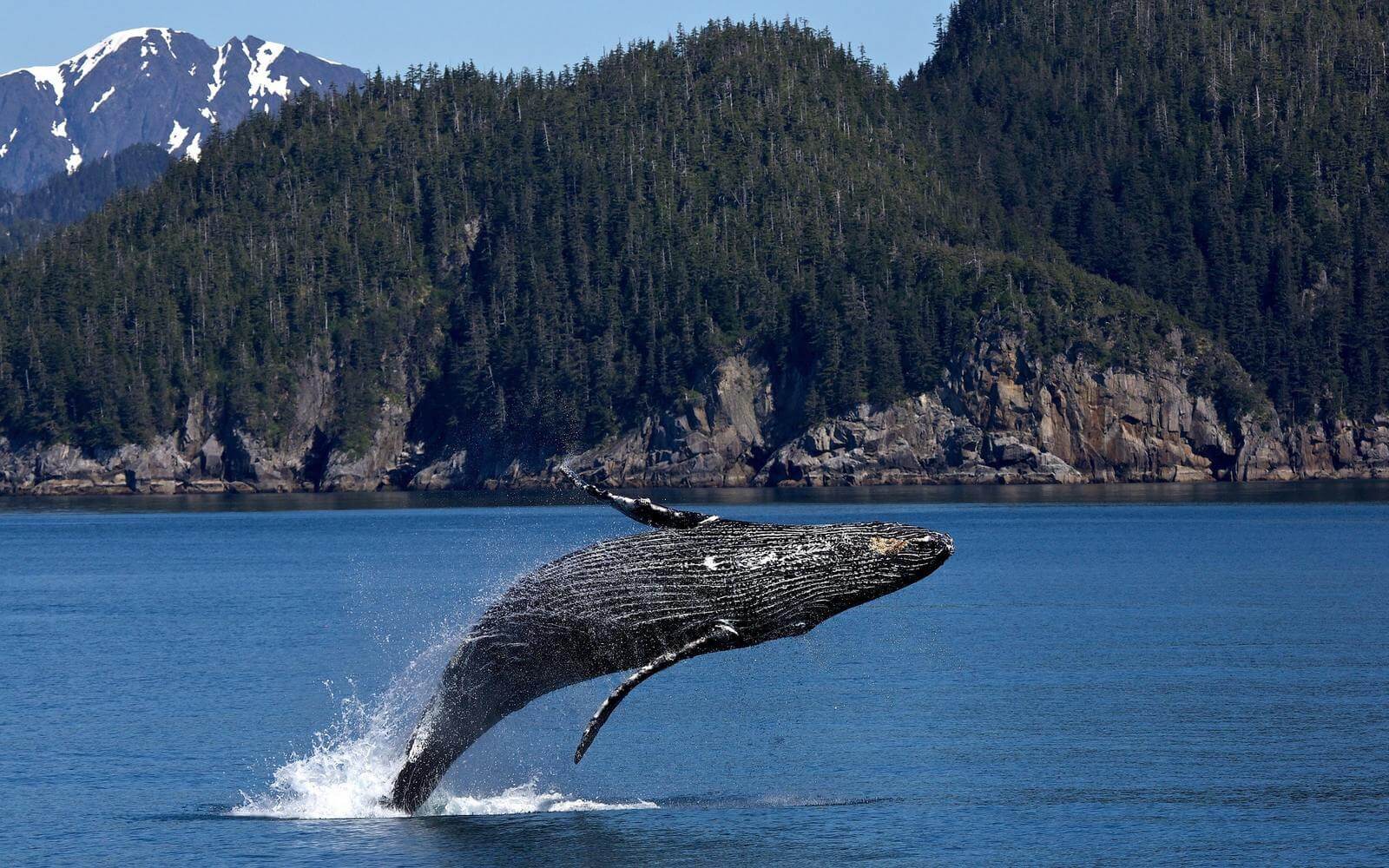 whale watching tours in vancouver