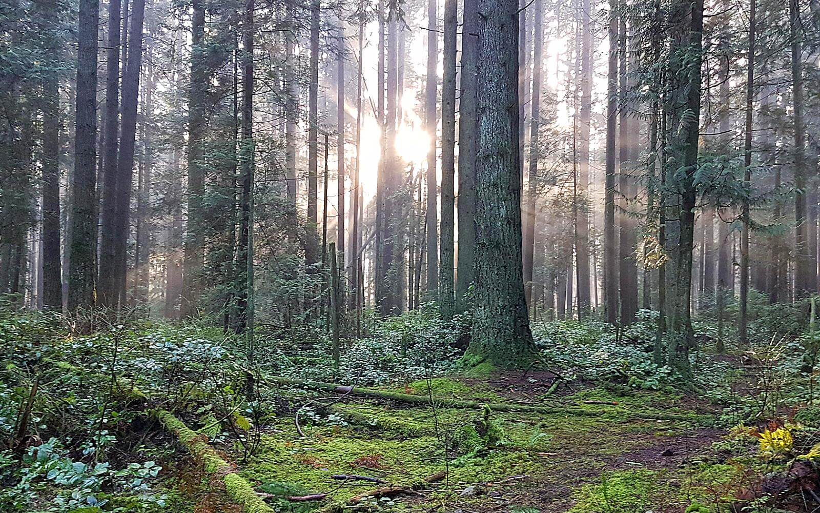 sunshine breaking through the trees in pacific spirit regional park vancouver canada