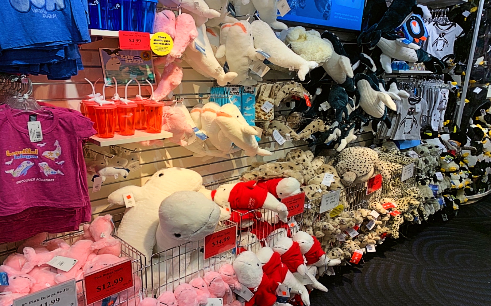 Vancouver Aquarium Conquered in A Thorough Guide Vancouver Planner