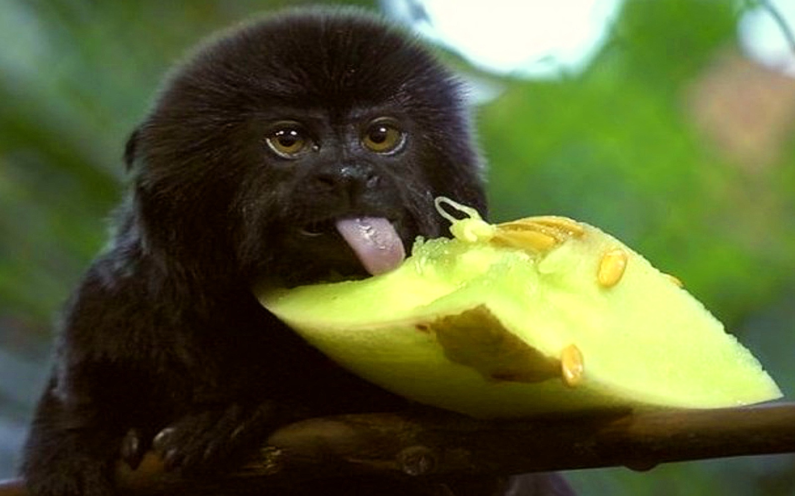 A monkey eats a melon