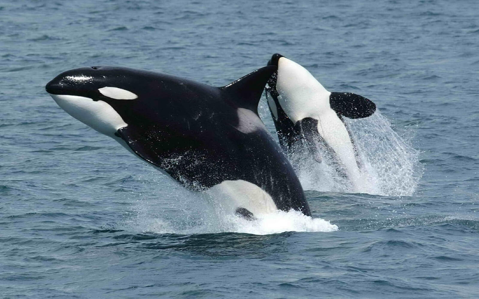 Orcas breaching in the Salish Sea