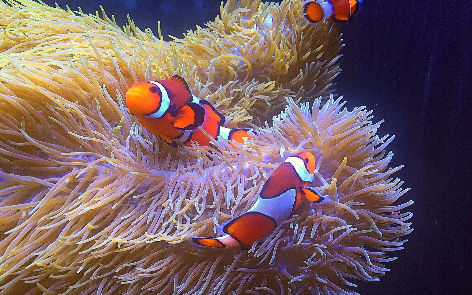 Clownfish at the Tropic Zone, Vancouver Aquarium