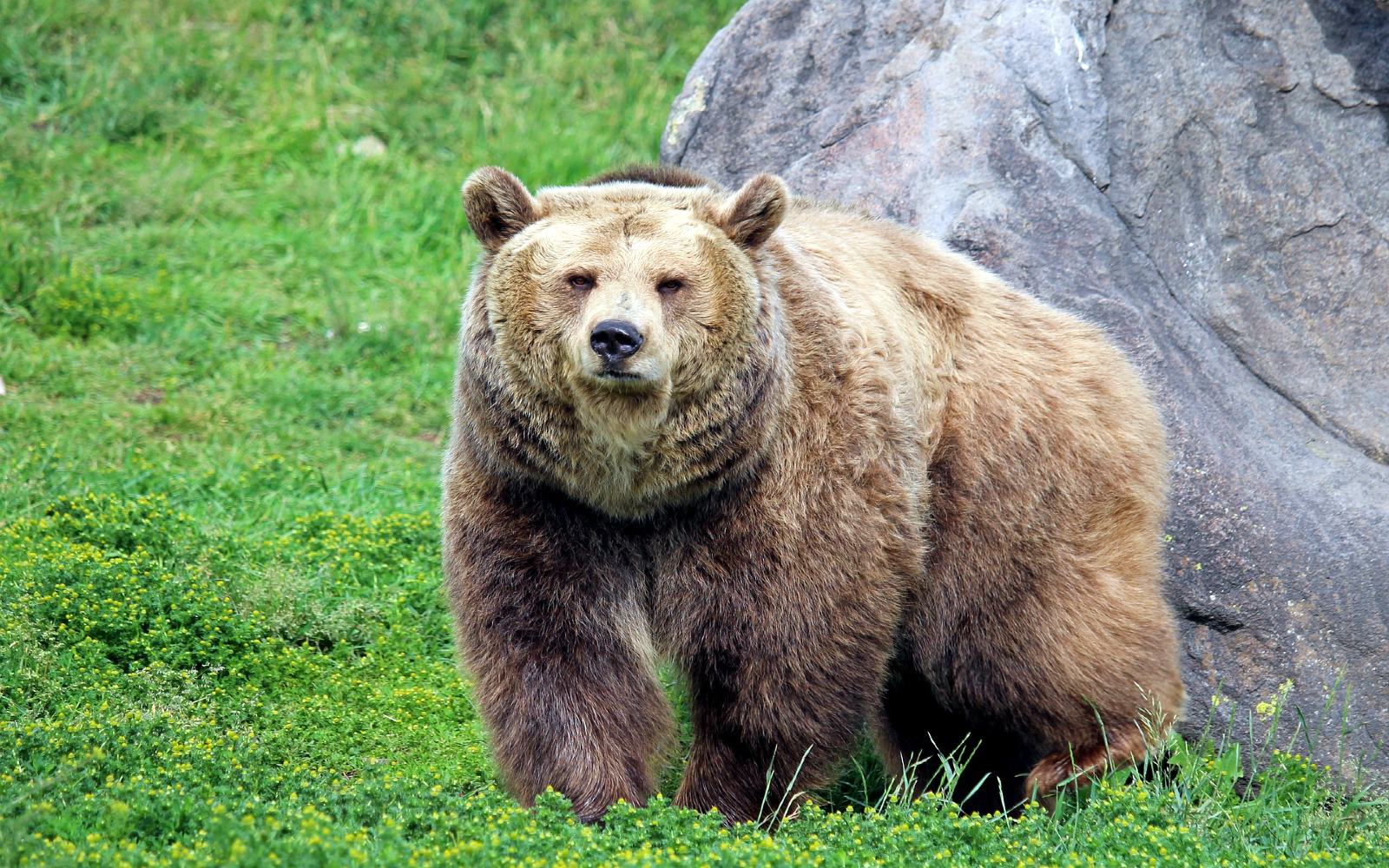 A Grizzly Bear on Grouse Mountain