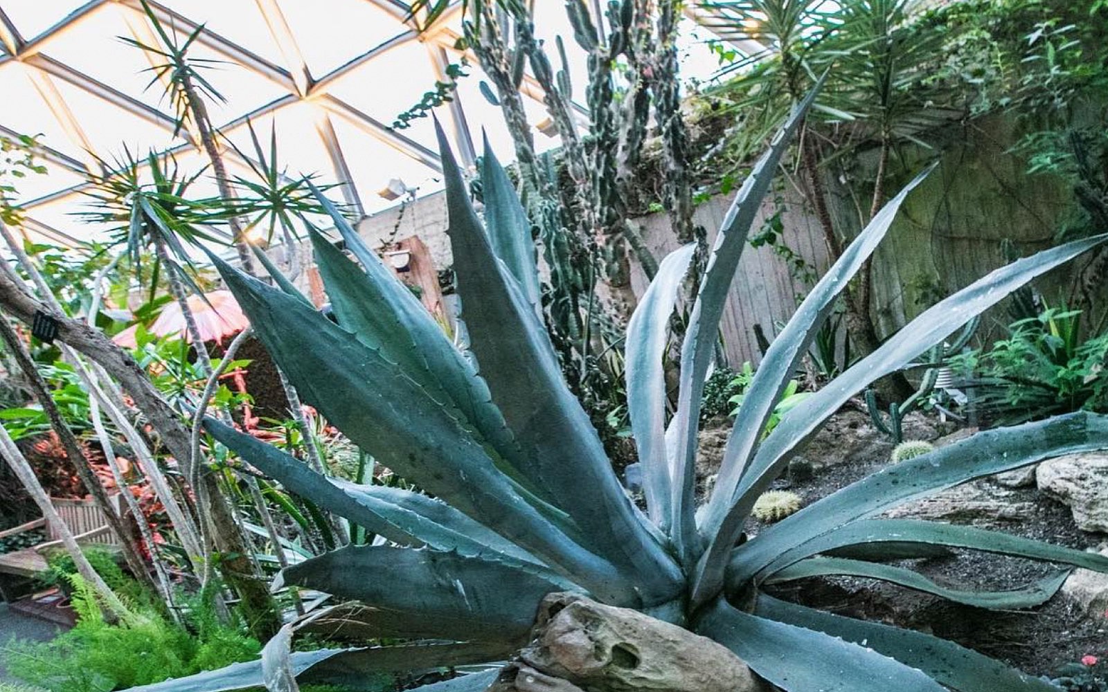 agave tequilana, Bloedel Conservatory