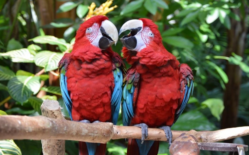 a pair of birds at the bloedel conservatory in vancouver.