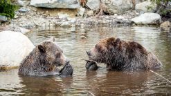 two bears bathing at grouse mountain vancouver bc canada