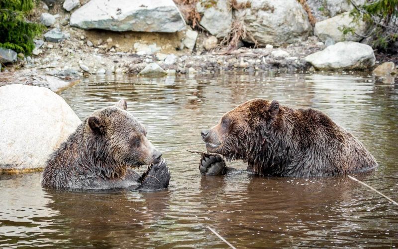 two bears bathing at grouse mountain vancouver bc canada