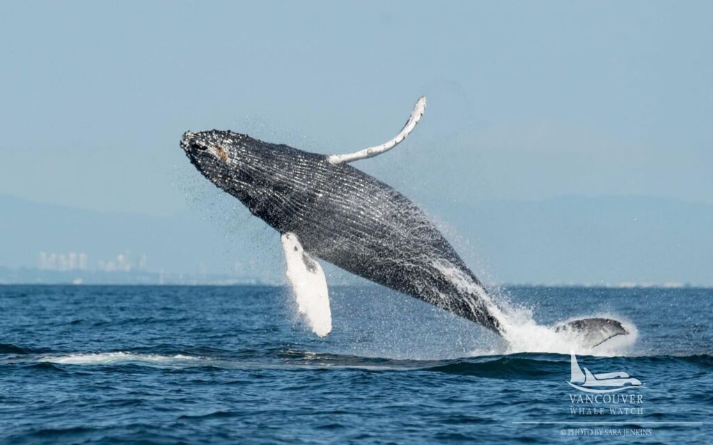 a humpback whale spotted during vancouver whale watching tour