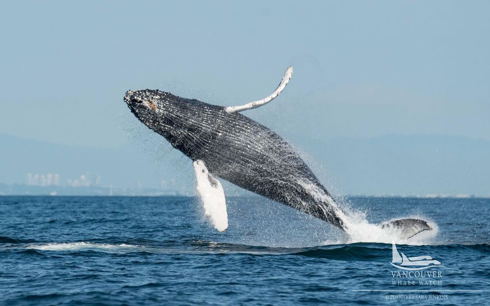 a humpback whale spotted during vancouver whale watching tour