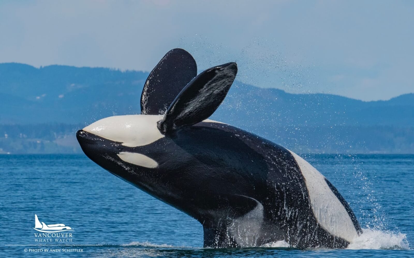 an orca spotted during vancouver whale watching tour