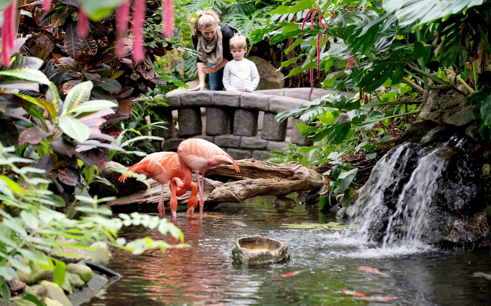 A mother and child admire a flamingo at Butterfly Gardens, Victoria BC