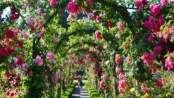 The famous Rose Arch at Butchart Gardens