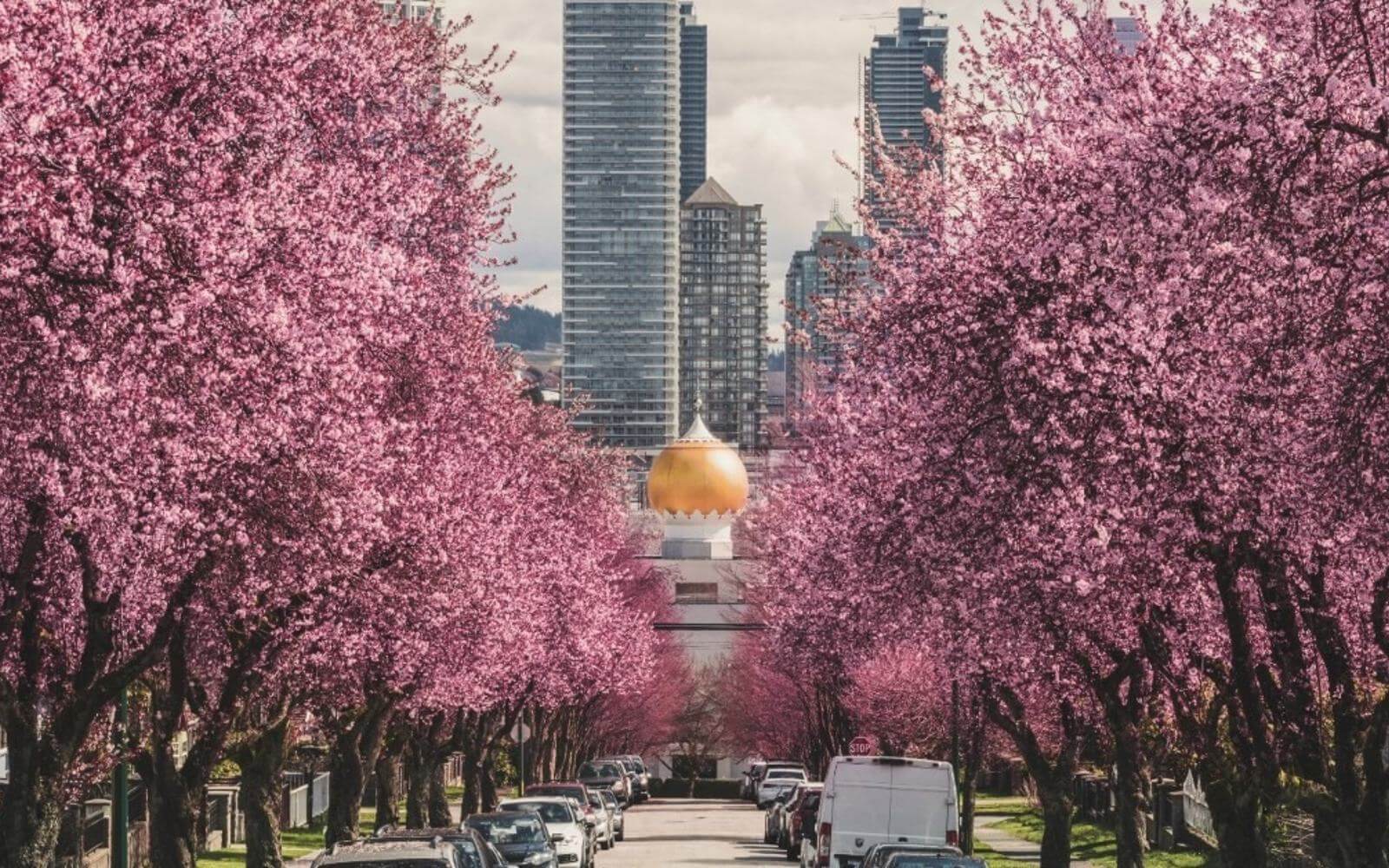 cherry blossom trees in east vancouver with a hindu temple