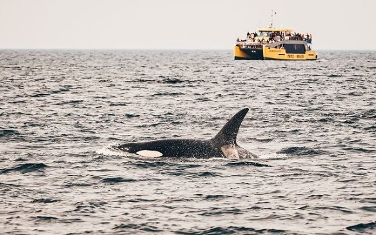 An orca surface in front of a whale watching vessel, Victoria BC