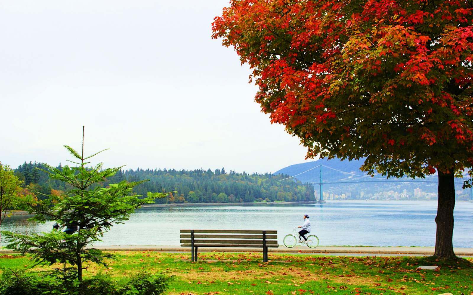 a woman riding a bicylce through stanley park with red tree leaves on a fall day in vancouver bc