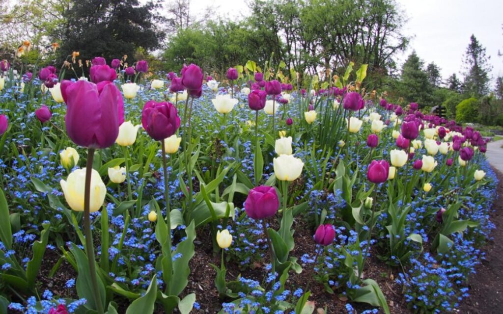 a view of the tulips at Vandusen Botanical Garden in Vancouver in April.