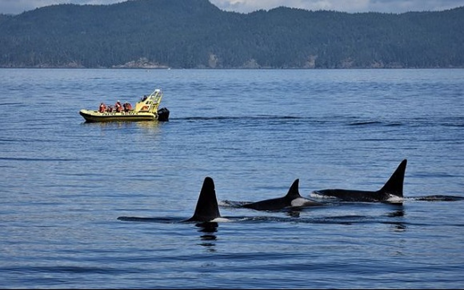 A pod of orcas swims in front of a whale watching boat, Victoria BC
