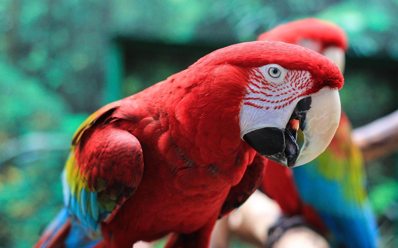 a red parrot at the bloedel conservatory at queen elizabeth park in vancouver bc canada