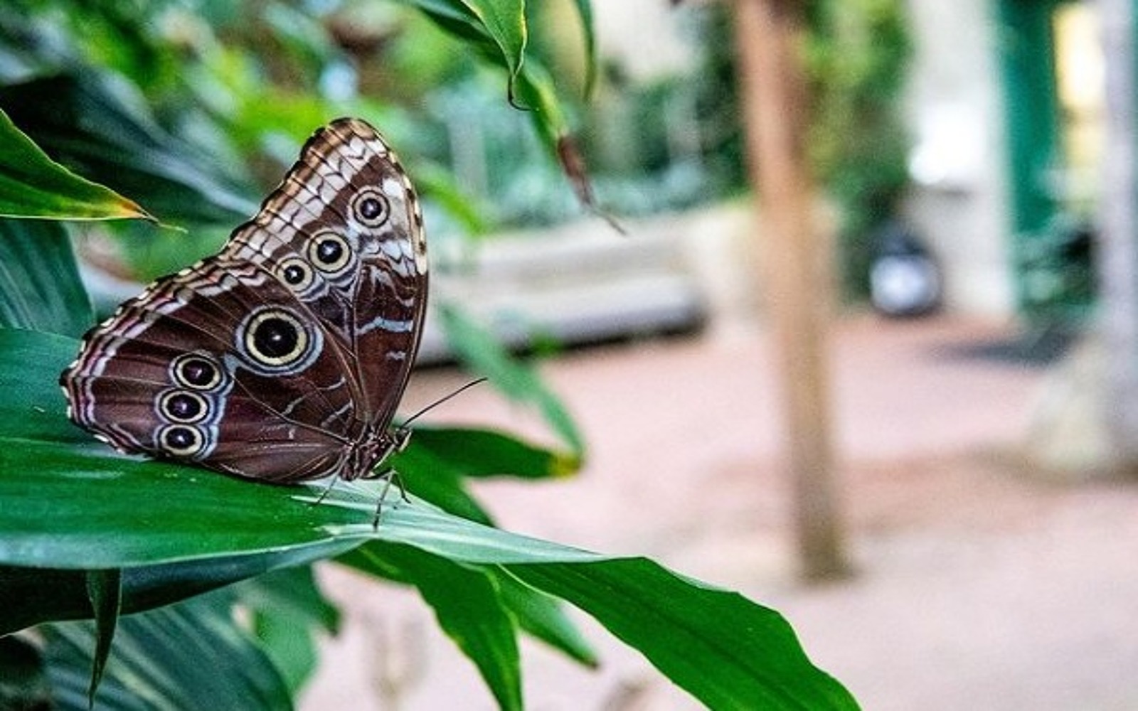 A beautiful Costa Rican butterfly at Victoria Butterfly Gardens