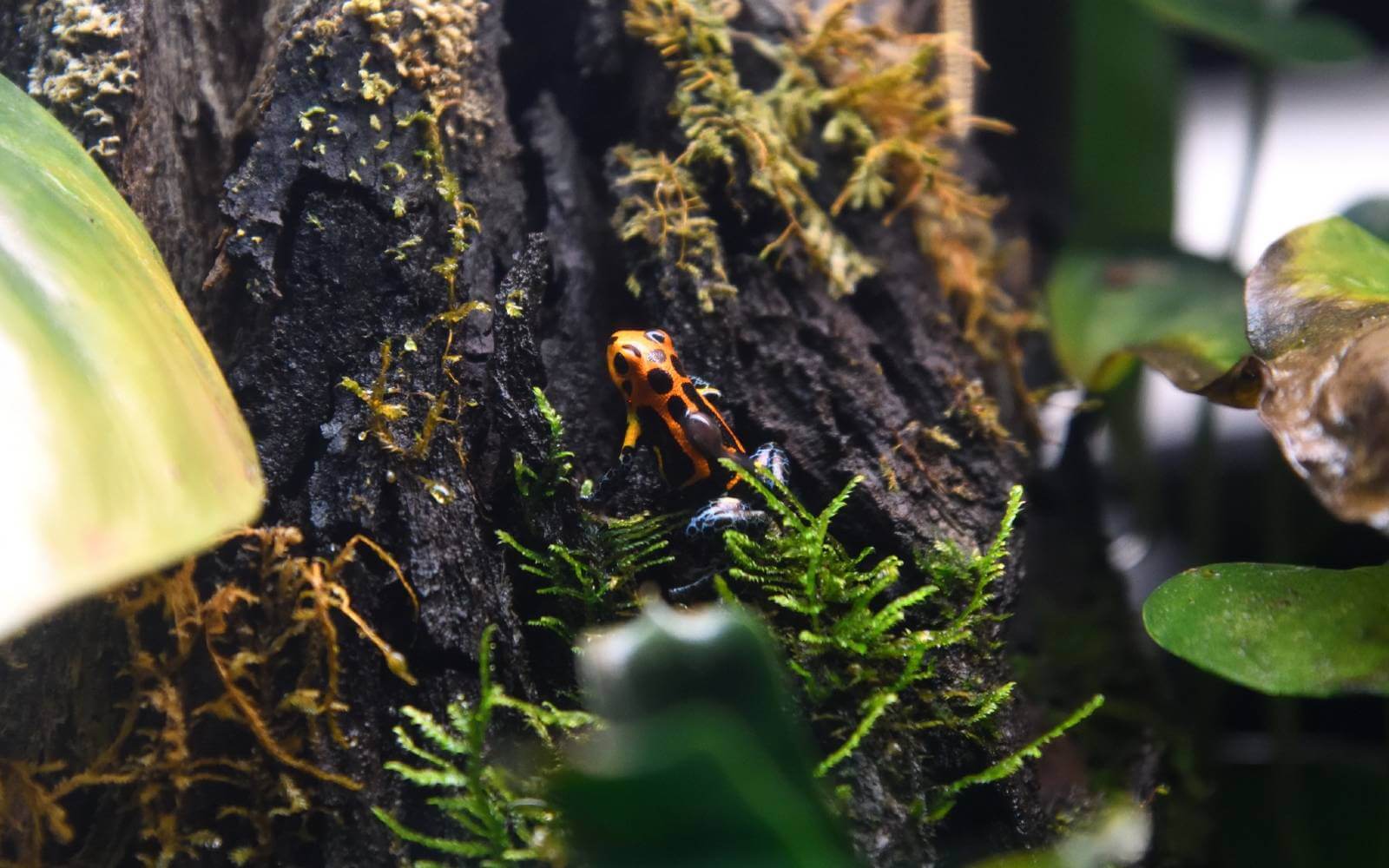 a frog climbing a tree with a tadpole on its back at the vancouver aquarium