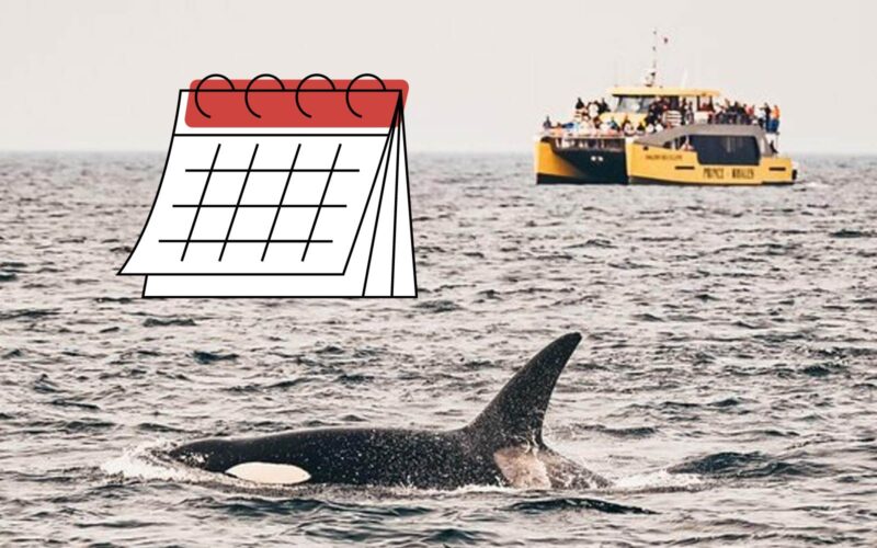 calender on best time for vancouver whale watching
