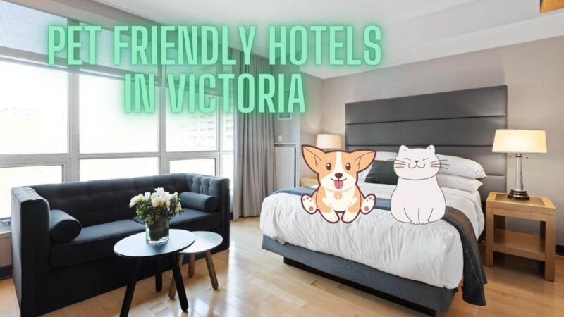 a cat and a dog sit on a bed at a pet friendly hotel in victoria bc canada