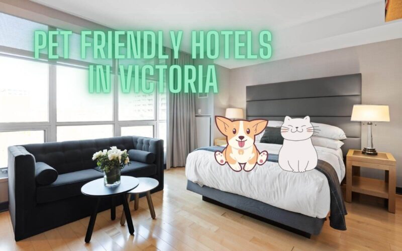 a cat and a dog sit on a bed at a pet friendly hotel in victoria bc canada