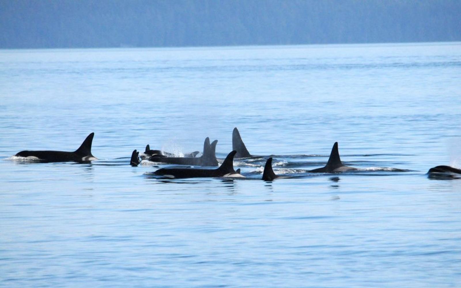 a pod of killer whales just outside the boat on a vancouver whale watching tour
