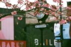 a cherry blossom tree sits in front of a street clock on main street vancouver.