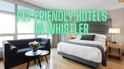 a pet friendly hotel room in whistler bc canada