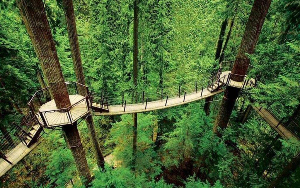 treetops adventure seen from above at the capilano suspension bridge in vancouver bc canada