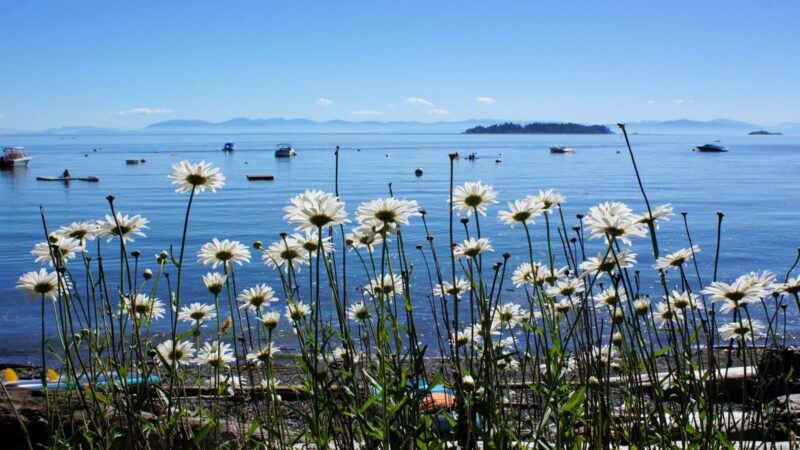 flowers in the foreground of a beach on bowen island, bc