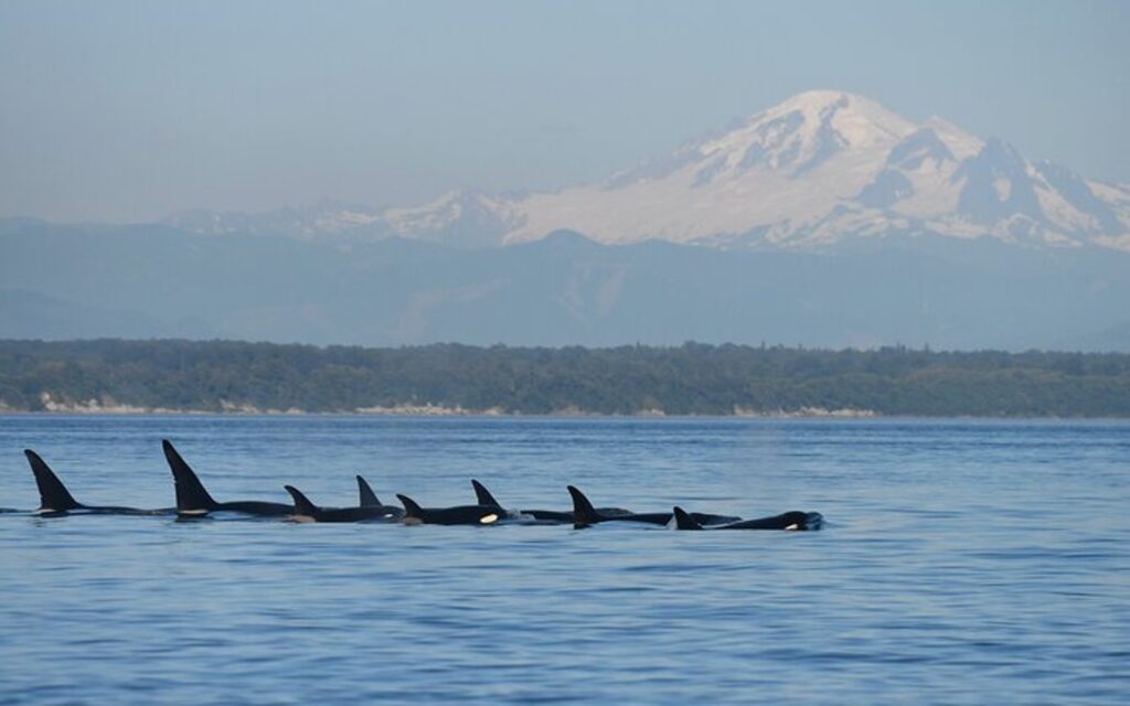 a pod a of orca's on a seattle whale watching tour