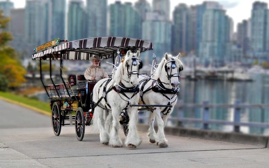 A horse drawn carriage gets ready to embark on a tour of stanley park