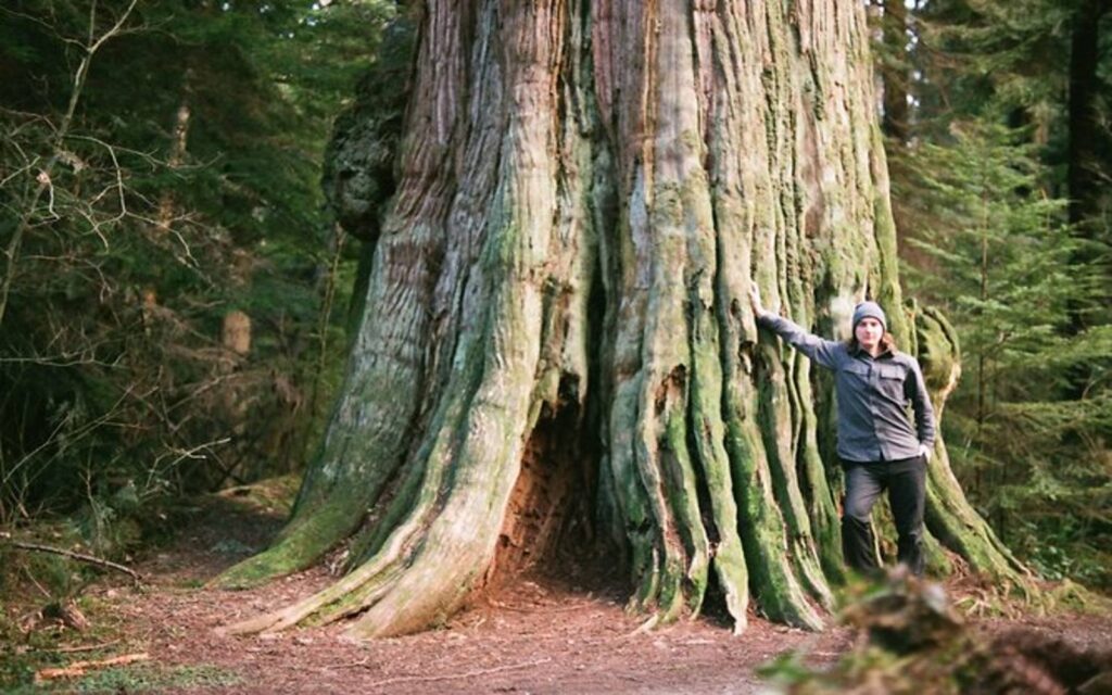 a man poses next to a massive cedar on athe ancient trees of vancouver walking tour