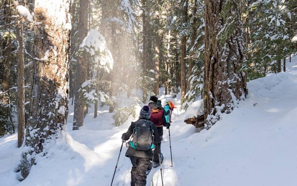 a group enjoys an afternoon of snowshoeing in whistler on a backcountry trail.