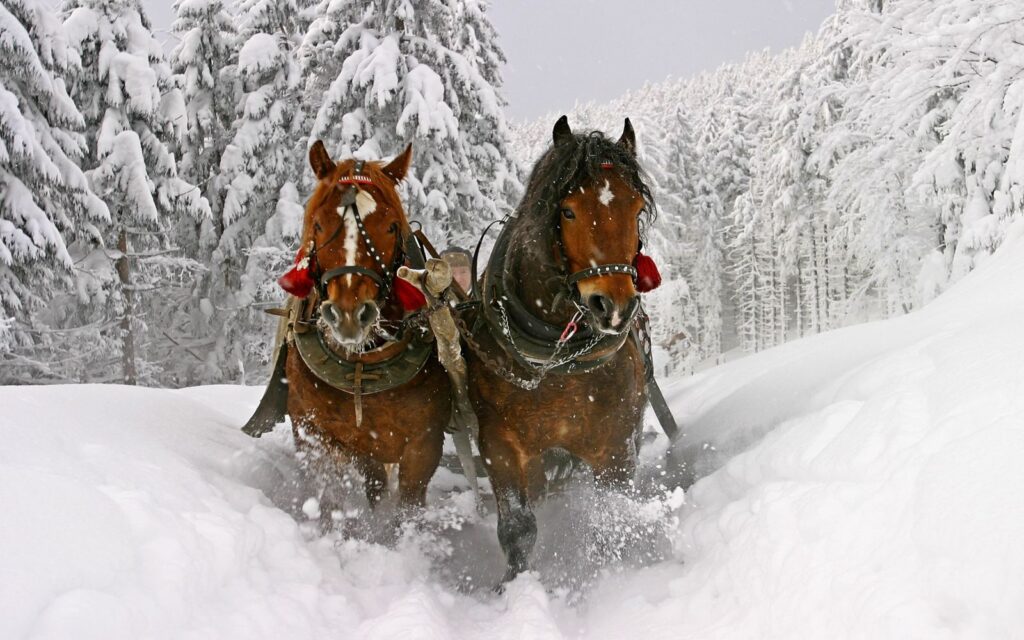 a sleigh ride cuts through the backcountry during a whistler christmas excursion.