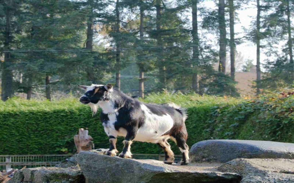 black and white goat standing above the rock with a greenery background of maplewood farm in british columbia, vancouver