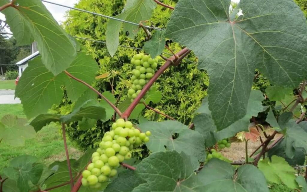 bunch of grapes on a grape tree in the fraser valley of vancouver bc