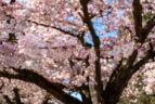 a view of the cherry blossoms you'll encounter in Vancouver in march.