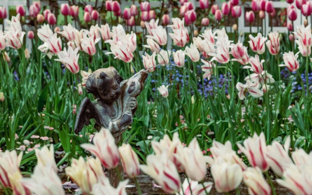 cherub statue standing in tulip field at butchart gardens