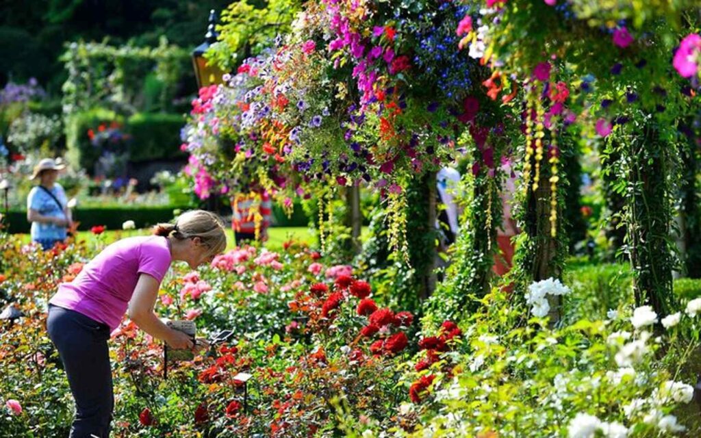 visitor looking at the rose garden at butchart gardens in victoria