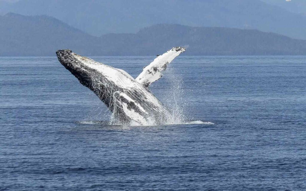 humpback breaching on a vancouver whale watching tour