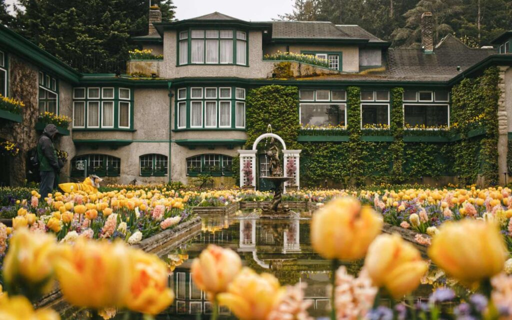 italian garden and house in a large yellow tulip field on Butchart Gardens Day Tours