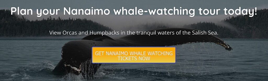 Plan your Nanaimo whale watching tour today banner