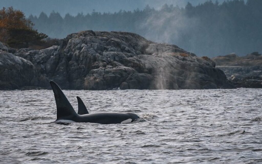 a pod of orcas emerge in the Salish Sea near Vancouver Island.