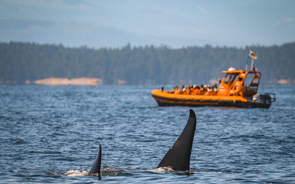 A group encounters a pod of orcas on a Nanaimo whale Watching tour.