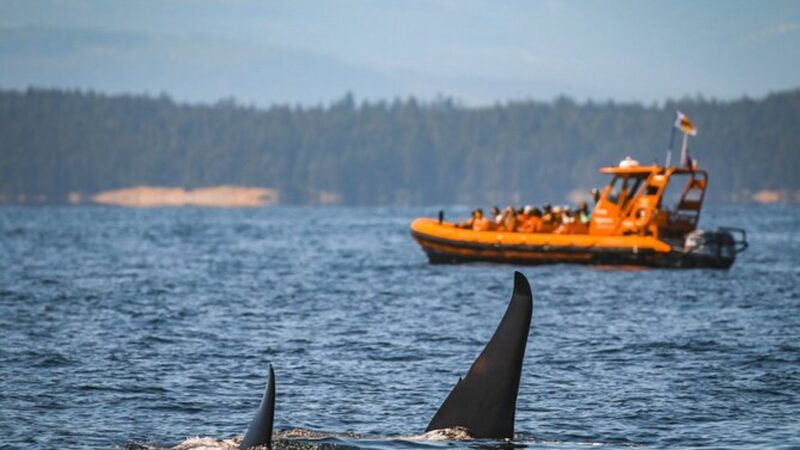 A group encounters a pod of orcas on a Nanaimo whale Watching tour.