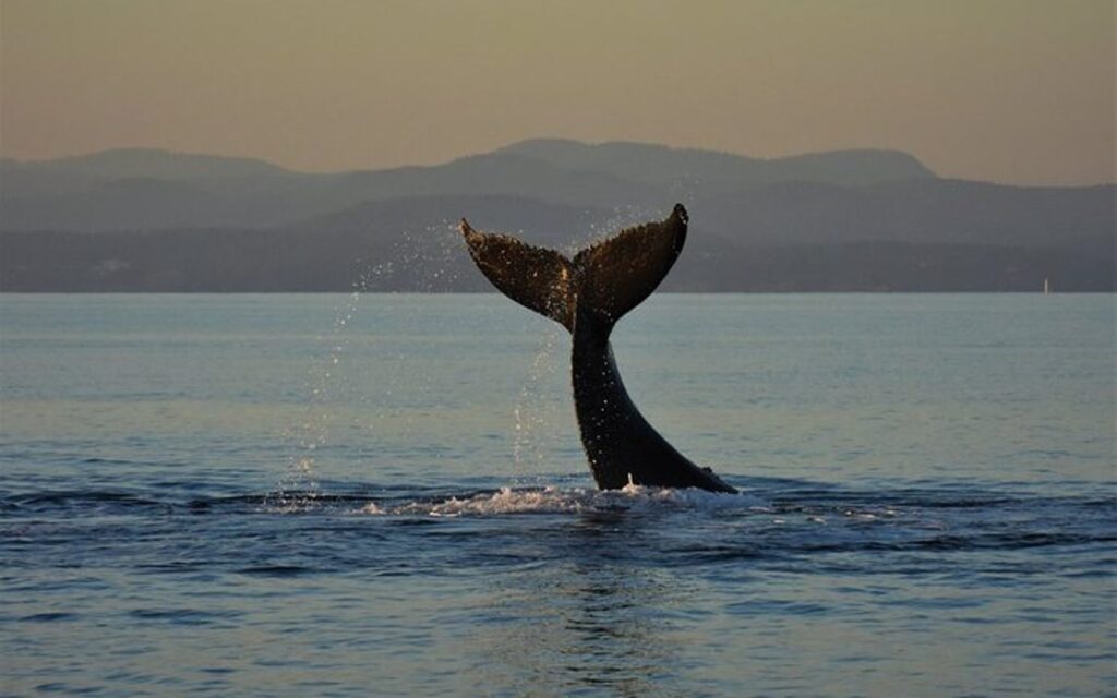 whale tail on a sunset whale tour in victoria bc